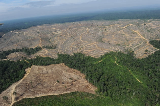 2021년 악사 자산운용 (AXA IM)은 산림벌채 및 인권 이슈가 있는 기업들은 투자에서 배제하겠다고 선언했다. 사진은 인도네시아의 산림벌채 흔적. 사진=연합뉴스 