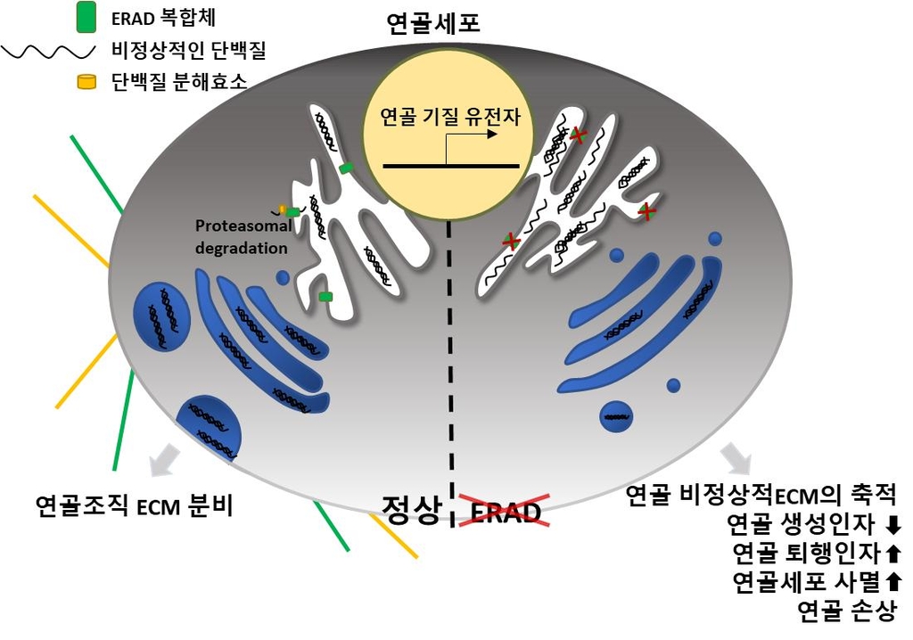 UNIST·아주대 의대, 연골 퇴행성 손상 원인 규명