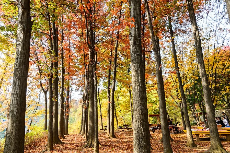 장애물 없는 산책길…양천구, 신정산 둘레길 2.7km 개통