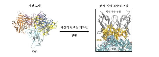 모든 변이 코로나바이러스 대응에 효과 '중화항체' 개발