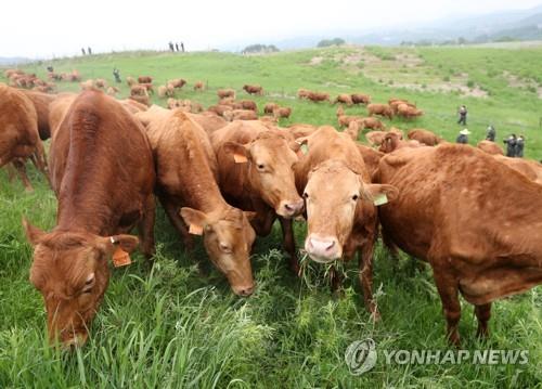 강원도, 축산업 체질 개선·차별화에 504억원 투자