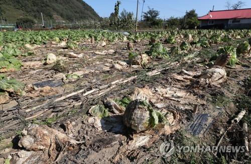 강원도, 고랭지 무·배추 산지 2천㏊ 토양 복원 추진