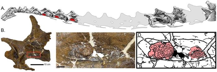 1억5천만년 전 공룡 목뼈 화석서 드러난 호흡기 감염 흔적