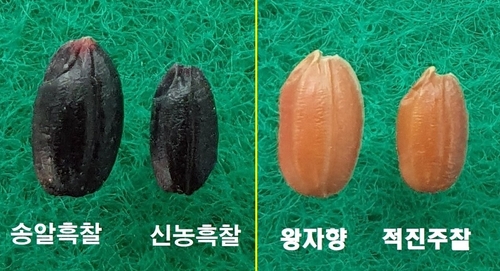 충남도 농업기술원 크기·식감·기능성 유색미로 시장 개척