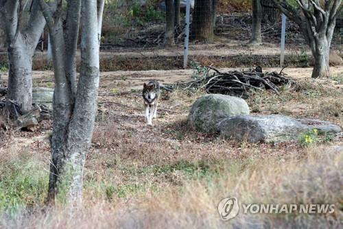 전주동물원, 쇠창살·시멘트 걷어낸 동물왕국으로 변신중