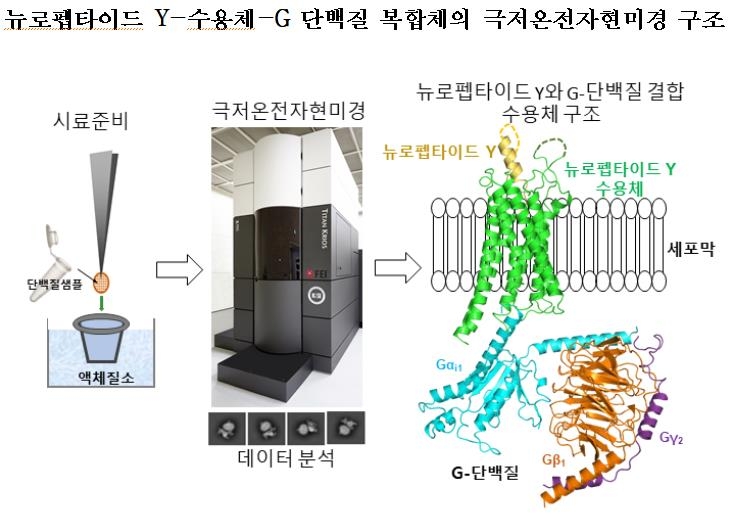 서울대 연구진, '비만 단백질 구조' 세계 최초로 밝혀내