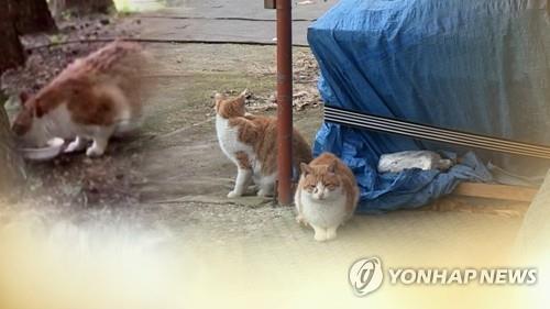 고양시, 길고양이 중성화 수술로 번식 억제