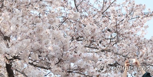 진해군항제 3년 연속 취소…창원시, 상춘객 벚꽃 구경 자제 요청