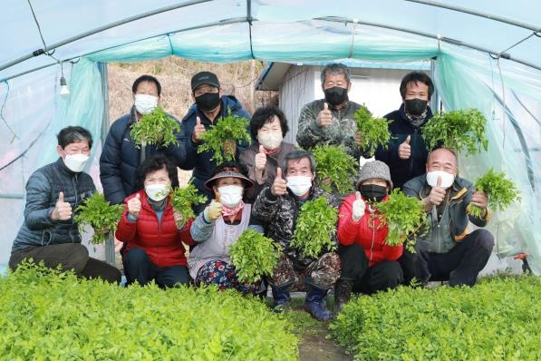 [픽! 경남] 봄철 입맛 사로잡는 밭미나리…의령서 수확