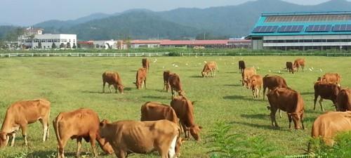 전남도, 환경친화형 축산 육성…탄소중립 대비·축산악취 저감