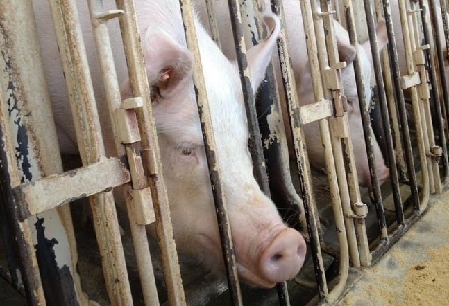 "돼지 강제임신 멈춰라"…맥도날드 압박한 기업사냥꾼