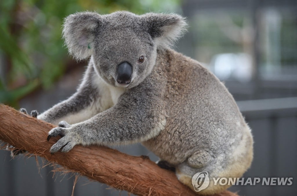 "2050년 사라져"…코알라 멸종위기종 지정