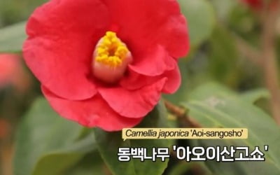 "아아와 집에서 자연 감상"…국립세종수목원, '동백꽃 필 무렵' 공개