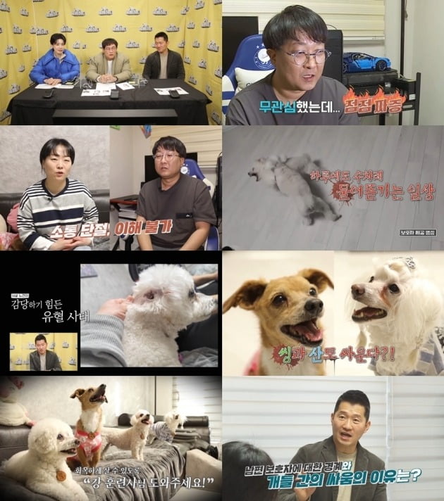 사진 제공=KBS2 ‘개는 훌륭하다’