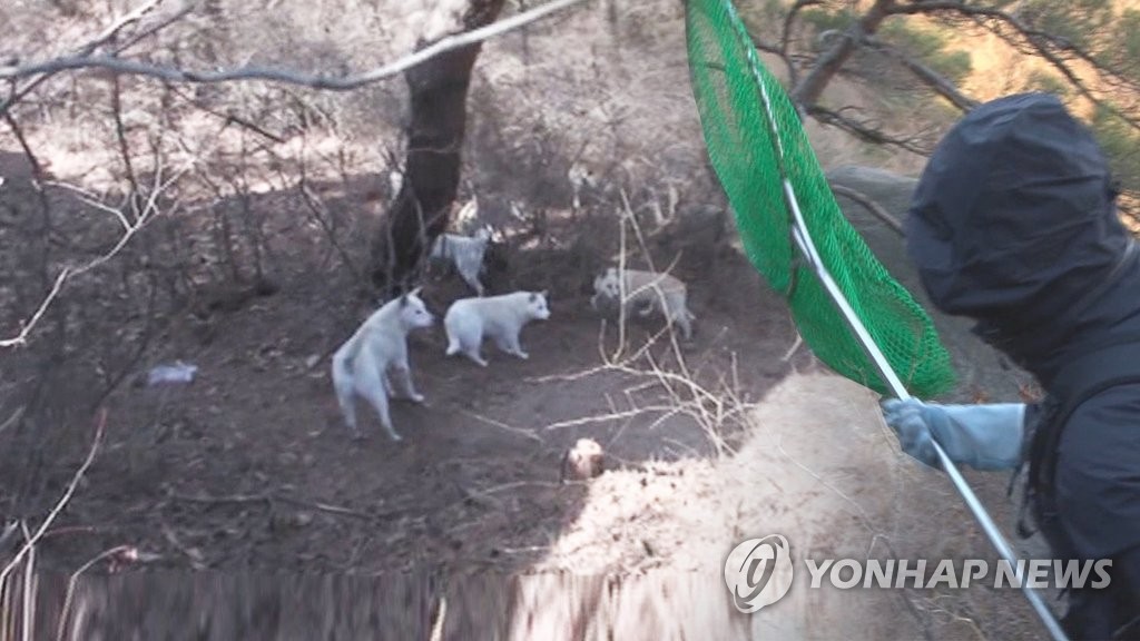 농촌지역 마당개 중성화·동물등록 지원…1마리당 40만원까지