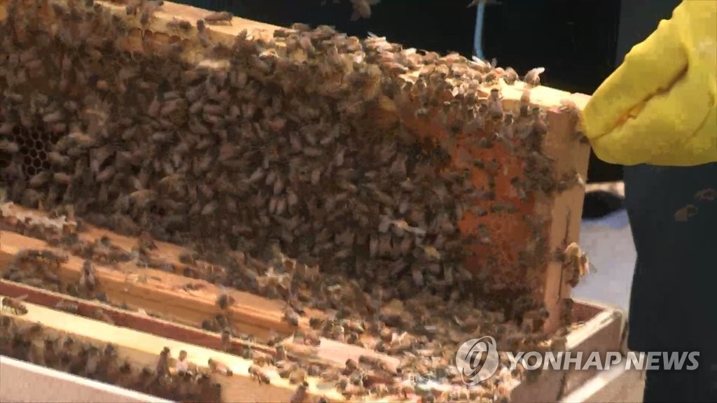 경남 곳곳 '꿀벌 집단실종' 신고…기후 등 원인놓고 의견 분분