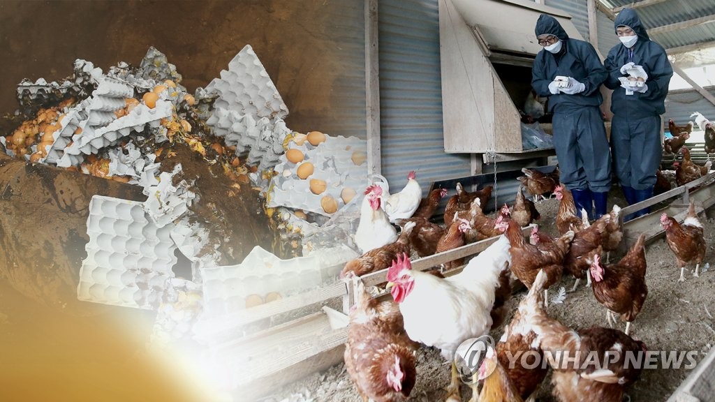 충남 천안 산란계 농장서 고병원성 AI 의심사례 발생