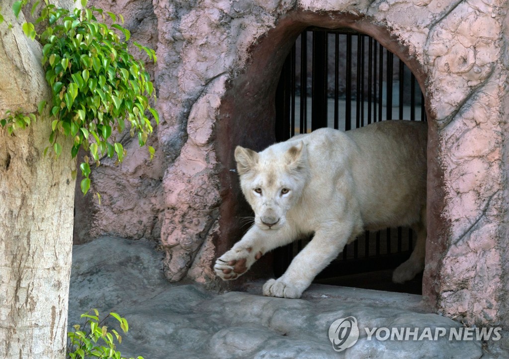 이란 동물원에서 사자가 사육사 물어 숨지게 해