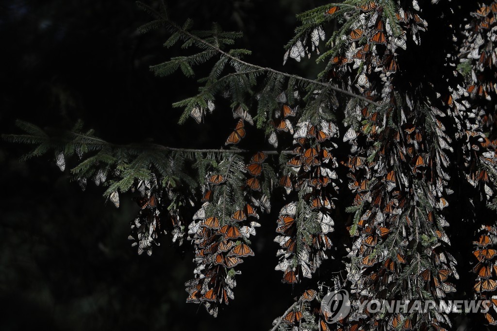 [특파원 시선] 5천㎞ 북미 종단하는 제왕나비…인간에게도 이주는 본능일까