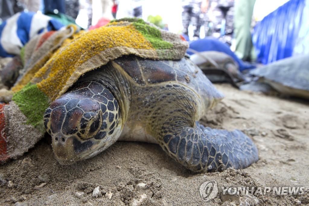 코로나의 그늘…버린 마스크 멸종위기 푸른바다거북이 삼켰다