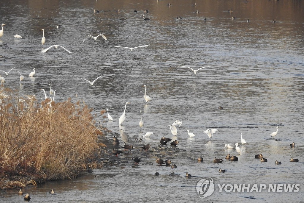 안양시, 안양천 지류 힐링장소로 조성…시설 개선·확충