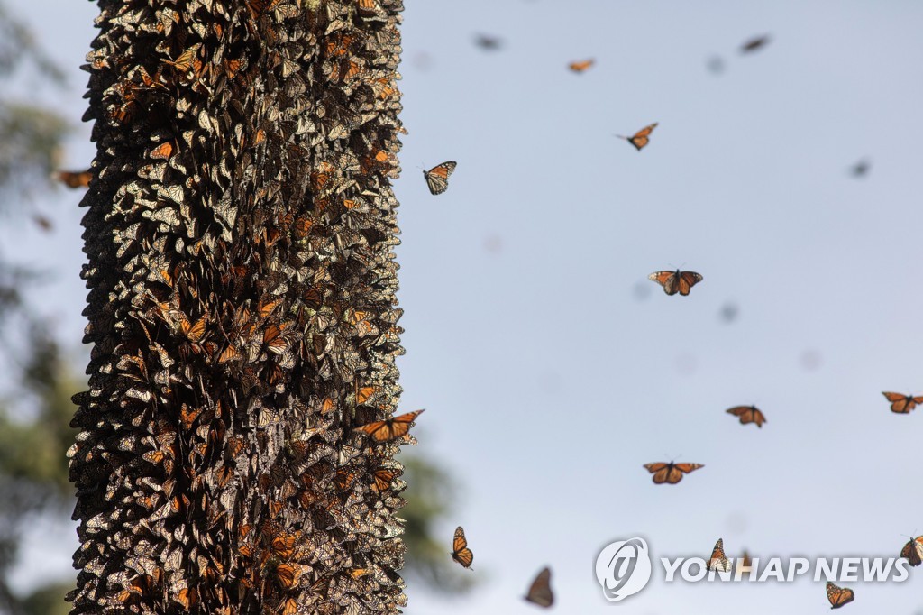 [특파원 시선] 5천㎞ 북미 종단하는 제왕나비…인간에게도 이주는 본능일까