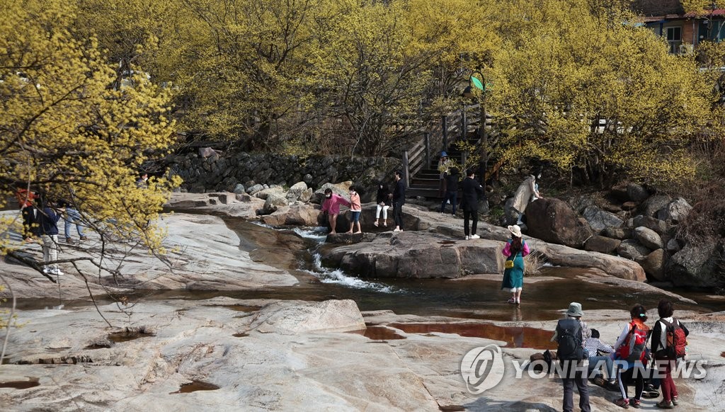 '오미크론 확산'에 구례군, 3월 산수유꽃축제 취소