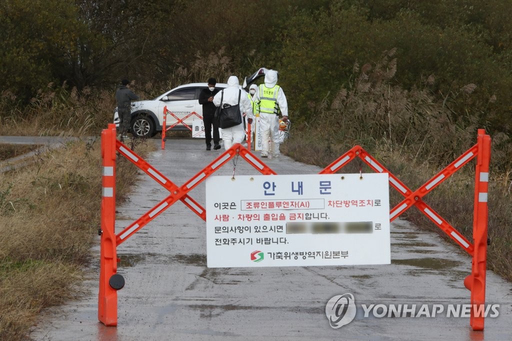 충남 논산 육용오리 농장서 고병원성 AI 의심사례 발생