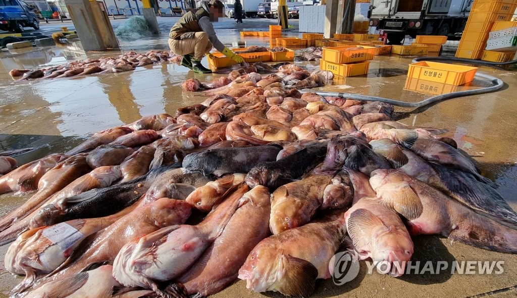 대구 어획량 늘자 가격↓…천대받던 물메기 귀한몸 '어생역전'