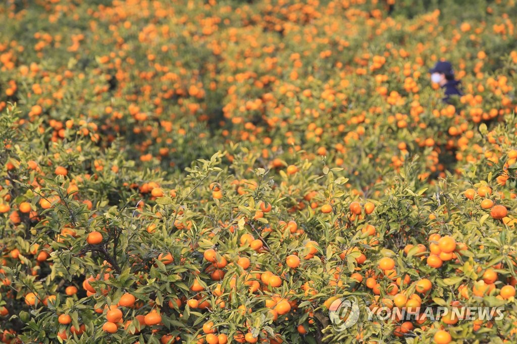 서귀포 감귤 조수입 사상 최대 목표 8천500억원 달성 전망