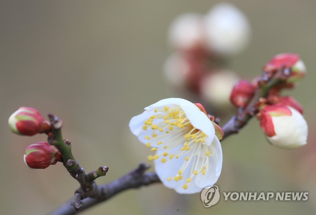 주말 제주 대체로 흐리고 포근…13일엔 눈·비