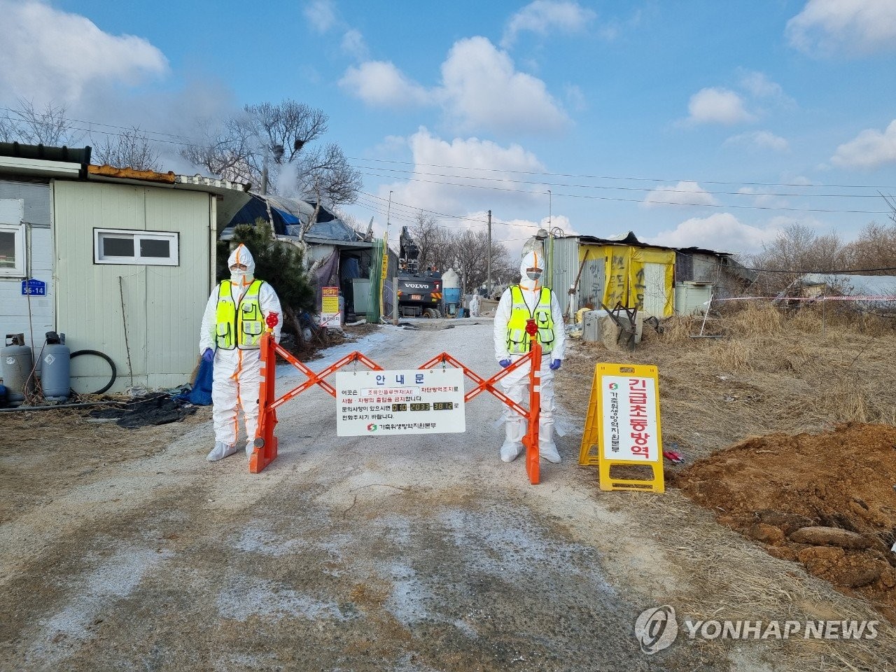 전북 정읍 육용오리 농장서 고병원성 AI 의심사례 발생