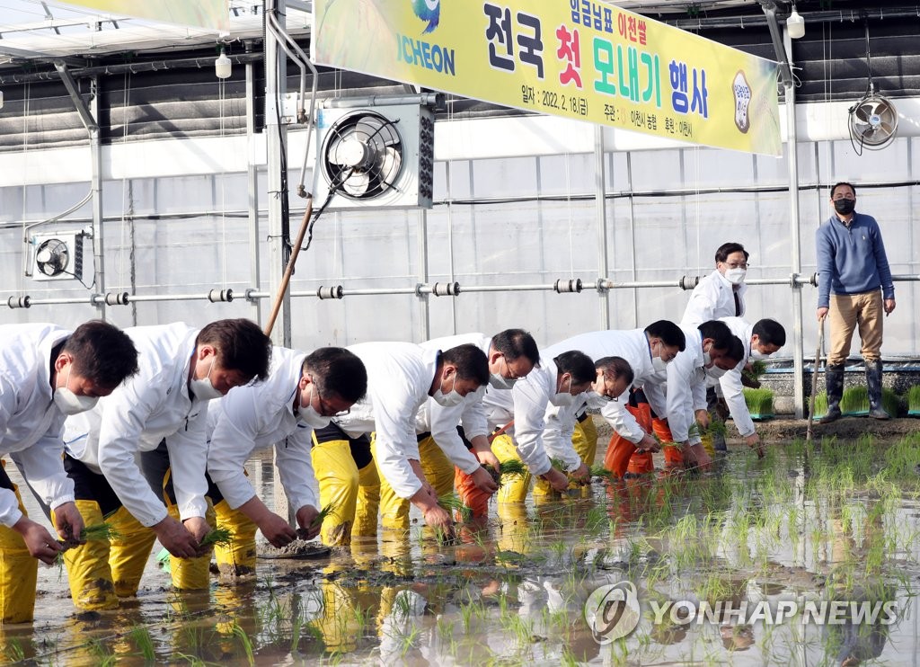 이천서 올해 전국 첫 모내기…오미크론에 축소 진행