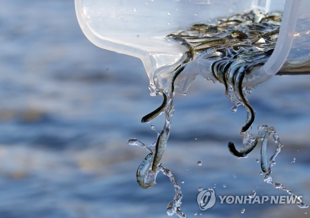 강릉시, 연곡천·남대천에 어린 연어 120만 마리 방류