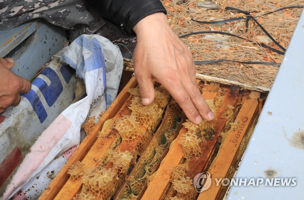 "하늘로 솟았나 땅으로 꺼졌나"…제주서도 꿀벌 '집단 실종'