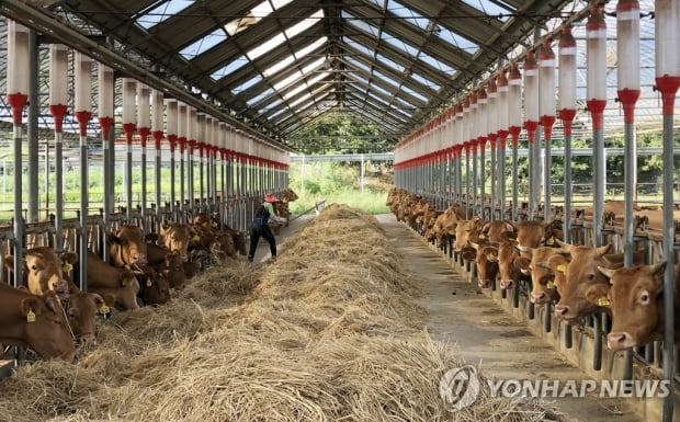 "한우 공급과잉에 2년 내 가격 급락할 수도…수급 조절해야"