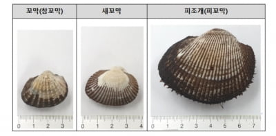 신선한 꼬막 고를 땐…"껍질 윤기·선명한 주름골 확인하세요"