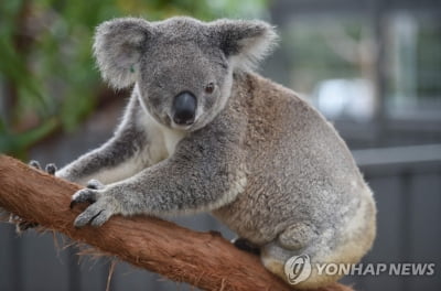 '호주 상징' 코알라 멸종위기종 지정…"이대로면 2050년 사라져"