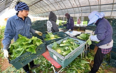 농촌 외국인근로자 7500명 비자 연장…농번기 인력난 풀릴까