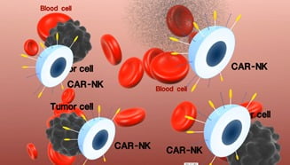 면역 기능이 강화된 면역세포(CAR-NK)가 암세포를 공격하는 모습. 한국생명공학연구원 제공