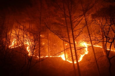 [속보] 산림청장 "울진 산불, 주불 진화"…역대 최대 피해
