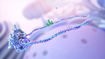 뉴클릭스바이오, 파멥신과 원형 mRNA 항체 치료제 개발