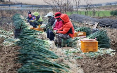 농번기 앞두고 외국인 무더기 비자 만료…인력난에 농가 '한숨'