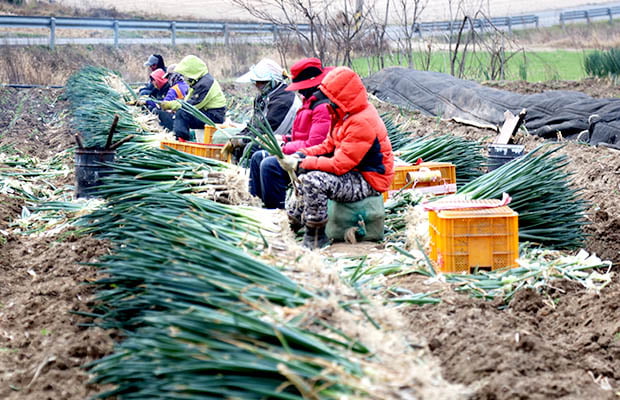 외국인 근로자들이 대파 주산지인 전남 신안군 자은도의 한 농장에서 대파 수확 작업을 하고 있다.  신안군 제공 