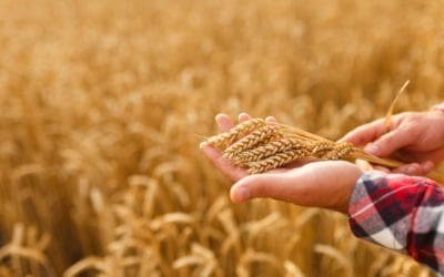 수익률 높은 '3대 농산물'에 투자하는 방법