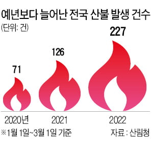 동해안 숲, 툭하면 큰 산불 왜?…소나무만 빽빽한 '봄철 화약고'