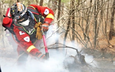 매년 커지는 '산불 피해'…직접 손실액만 1조 육박