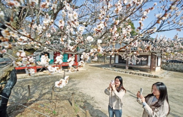 [포토] 산청 산천재에 핀 매화