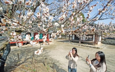 [포토] 산청 산천재에 핀 매화