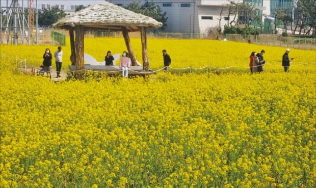 [포토] 활짝 핀 호미곶 유채꽃